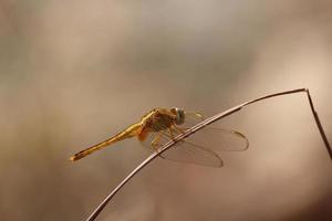 libellules dorées gomphidae photo