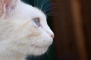 chat blanc pur aux yeux bleu turquoise et aux oreilles roses défectueuses photo
