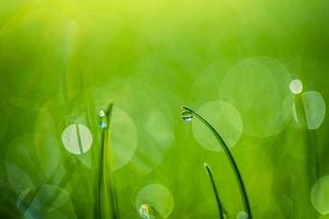 brins d'herbe verte luxuriante avec de belles gouttes d'eau transparentes sur le pré agrandi. rosée fraîche du matin au lever du soleil. fond de nature de printemps de rêve. herbe verte fraîche avec des gouttes de rosée au soleil du matin photo