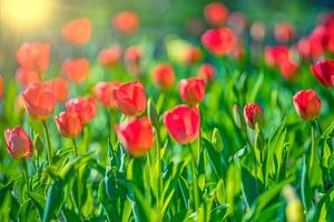 beau bouquet de tulipes rouges au printemps nature agrandi pour la conception de cartes et le modèle web. parc de la ville tranquille, jardin avec des fleurs romantiques épanouies. paysage floral d'été, pétales ensoleillés, rayons, poutres photo