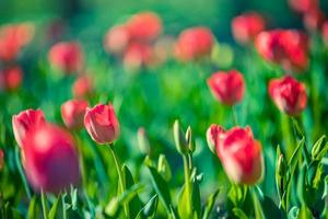 incroyable gros plan de la nature printanière. belles tulipes rouges pastel douces qui fleurissent dans un champ de tulipes dans un jardin avec un paysage de champ forestier flou, la lumière du soleil pour une affiche florale horizontale. inspirer l'amour romance photo