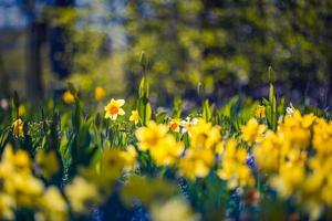 fleurs de jonquilles jaunes en fleurs avec paysage d'herbe verte floue et d'arbres. gros plan de la nature printanière ensoleillée, parc extérieur floral romantique artistique. nature de rêve, fleurs saisonnières ensoleillées photo