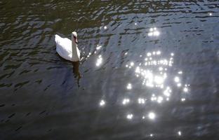 cygne sur un canal à amsterdam avec de l'eau scintillante photo