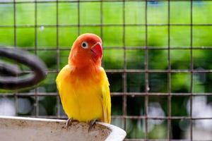 perruche melopsittacus undulatus petit oiseau dans la cage. la perruche ou la perruche est une longue queue, mangeant des graines mimétisme perroquet à coquille parlante du genre melopsittacus photo