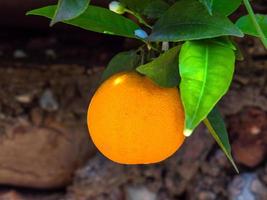 photo d'une orange accrochée à une branche parmi les feuilles vertes sur fond d'un vieux mur de pierre