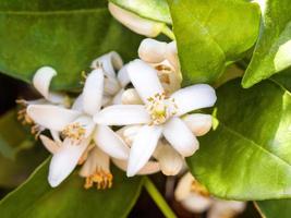 fleurs blanches brillantes d'orange dans les feuilles vertes photo