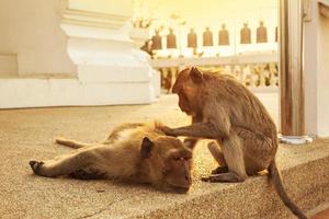 Singe macaque, Hua Hin, Thaïlande