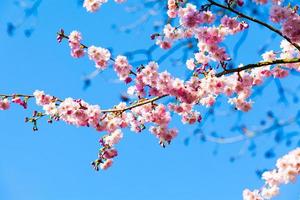 fleurs de sakura en fleurs. belle fleur de cerisier rose photo