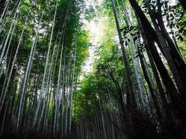 fond de forêt de bambous du japon le matin photo