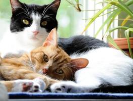 Deux adorables chats domestiques à poils courts se blottissant photo