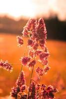 mauvaises herbes à fleurs exposées à la lumière du soleil du soir en arrière-plan sur fond de prairie floue, photo de ton orange.