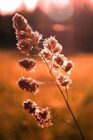 fleur d'herbe de roseau exposée à la lumière du soleil du soir en arrière-plan sur fond de prairie floue, photo de ton orange.