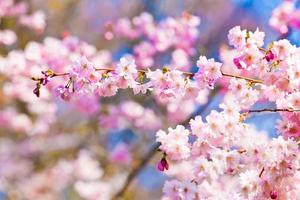 fleurs de sakura en fleurs. belle fleur de cerisier rose photo