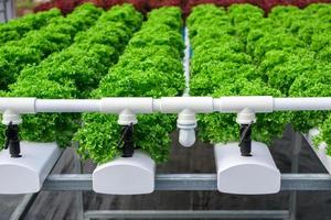 plante de salade de laitue à feuilles vertes biologiques fraîches dans un système de ferme de légumes hydroponique photo