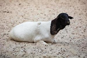 mouton somalien. mammifère et mammifères. monde terrestre et faune. la faune et la zoologie. photo