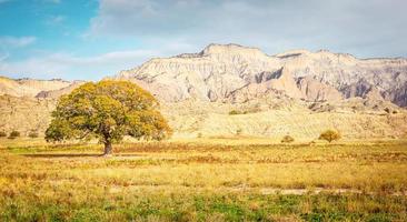 arbre emblématique aux couleurs d'automne avec de superbes formations rocheuses en arrière-plan.parc national de vashlovani photo