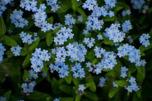 fleurs de myosotis bleu printanier, fond pastel, mise au point sélective. photo