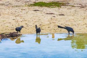 oiseau quiscale à queue oiseaux buvant de l'eau du cenote mexique. photo