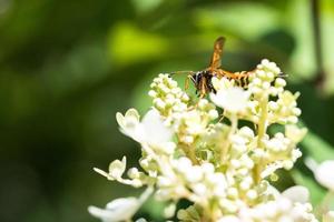 guêpe recueillant le nectar sur les fleurs en herbe photo