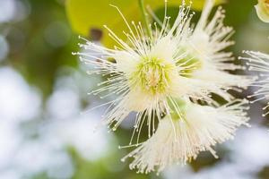 fleur de pomme rose photo