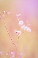 fleurs de prairie, belle matinée fraîche dans une douce lumière chaude. fond de nature floue de paysage d'automne pastel. photo