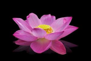 fleur de lotus couleur rose sur fond noir. avoir un tracé de détourage photo
