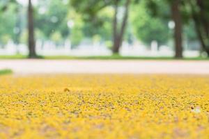 les fleurs jaunes tombent au sol. photo