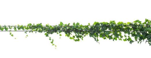 feuilles de vigne, plante de lierre isolée sur fond blanc, chemin de détourage photo