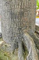 énorme magnifique kapok arbre ceiba avec des pointes au mexique. photo