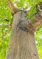 énorme magnifique kapok arbre ceiba avec des pointes au mexique. photo