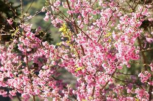 fleurs de sakura en fleurs photo
