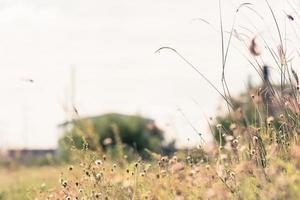 beau fond de nature de printemps ou d'été avec de l'herbe fraîche photo