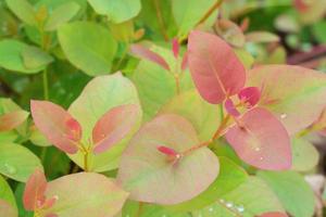 feuilles d'eucalyptus. branche eucalyptus arbre nature arrière plan photo