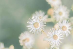 fleurs de prairie, belle matinée fraîche dans une douce lumière chaude. fond naturel d'automne vintage. photo