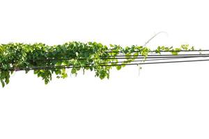 plantes de lierre. vignes sur poteaux sur fond blanc, chemin de détourage photo