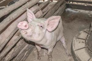 cochon sourire heureux dans la ferme photo