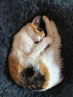 le chat tricolore dort recroquevillé. le chat dort. le concept de confort et de chaleur, l'amour des animaux de compagnie. vue d'en-haut photo