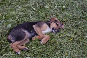 petit chiot mignon se trouve sur l'herbe verte tondue photo