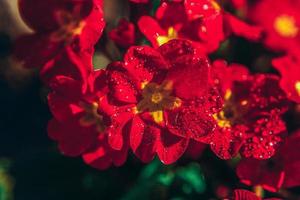 primevère à fleurs rouges. source d'inspiration florale naturelle printemps ou été jardin fleuri ou fond de parc photo