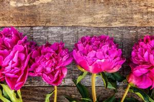 cadre floral avec bouquet de fleurs de pivoine rose magenta en fleurs fraîches sur un vieux fond en bois rustique minable, espace pour copie. printemps ou été dans le jardin, éco, nature colorée, concept d'écologie. photo