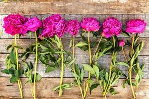 cadre floral avec bouquet de fleurs de pivoine rose magenta en fleurs fraîches sur un vieux fond en bois rustique minable, espace pour copie. printemps ou été dans le jardin, éco, nature colorée, concept d'écologie. photo