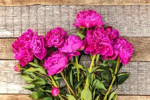 cadre floral avec bouquet de fleurs de pivoine rose magenta en fleurs fraîches sur un vieux fond en bois rustique minable, espace pour copie. printemps ou été dans le jardin, éco, nature colorée, concept d'écologie. photo