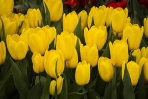 tulipe jaune photo