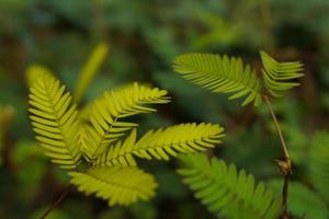 en touchant la feuille composée d'une plante qui ne me touche pas, les folioles commencent à se replier. composition descendante. photo