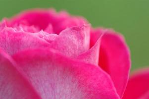 gros plan et détail de fleur rose rose