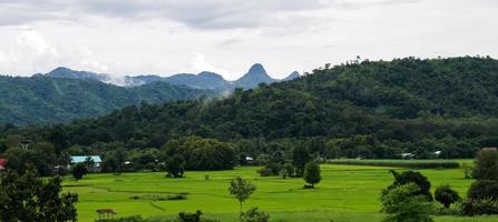 rizière verte avec fond de montagne sous un ciel nuageux après la pluie en saison des pluies, rizière à vue panoramique. photo