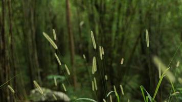 de belles herbes sauvages se produisent généralement pendant la saison des pluies. photo