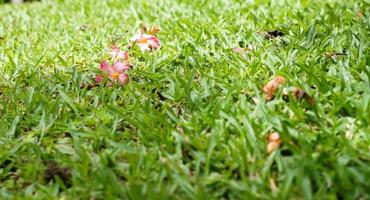 les fleurs d'herbe dans la cour avant ont l'air simples et belles. photo