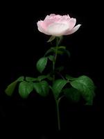 rose anglaise photo