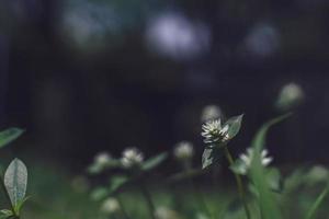 la belle fleur d'herbe était dans le champ après la forte pluie. photo